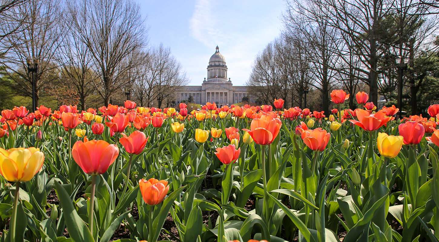 Yellow and Red tulips with the Capitol building in the background