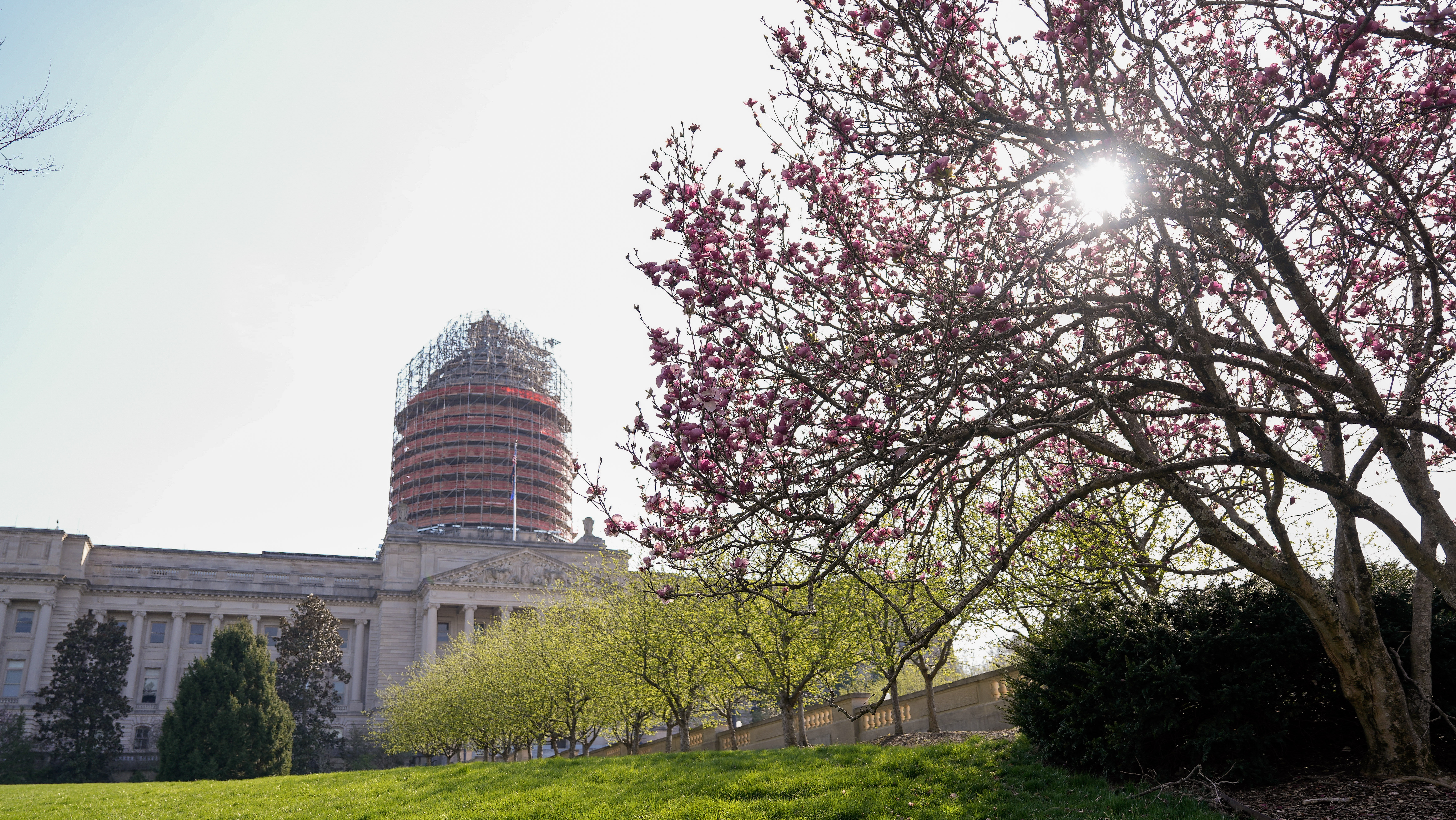 Spring at the Capitol - A Pink Tree in Bloom in front of Capitol Dome with Scaffolding